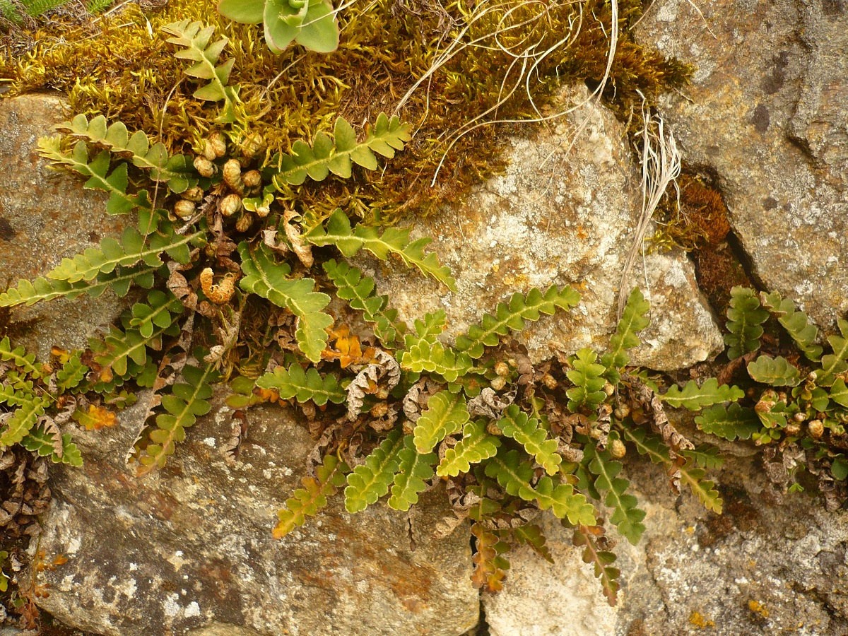 Asplenium ceterach (Aspleniaceae)